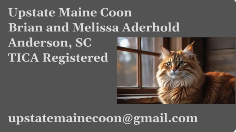 Upstate Maine Coon