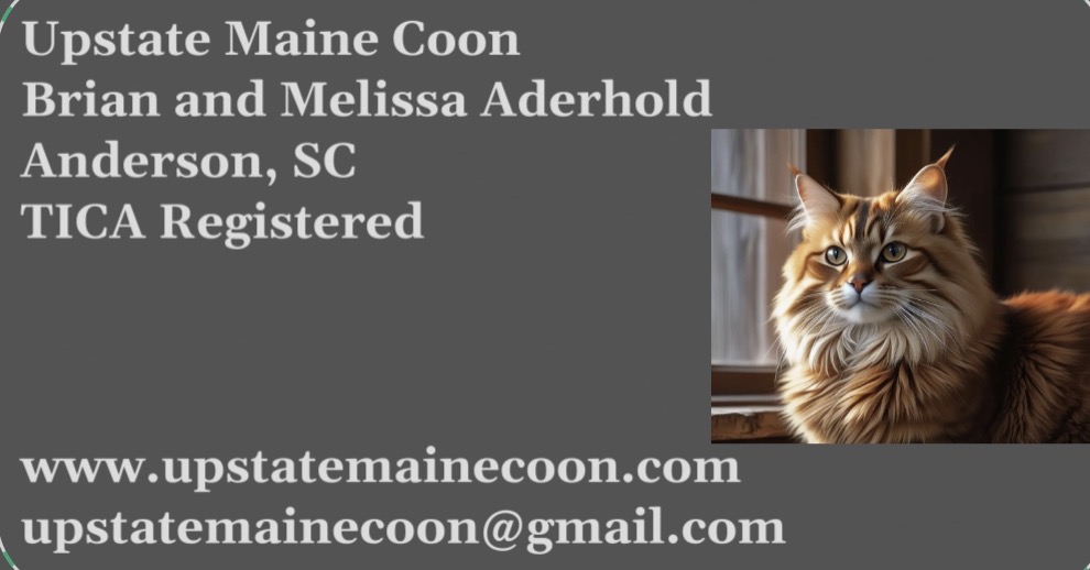 Upstate Maine Coon