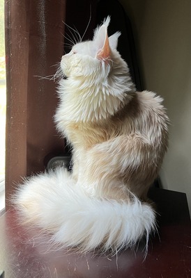 Loki