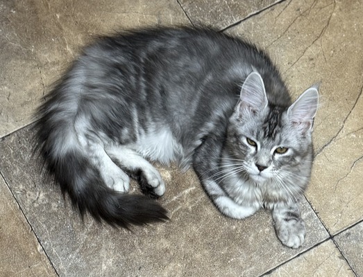 Lavender (Regular Toes)