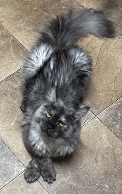 Ulli